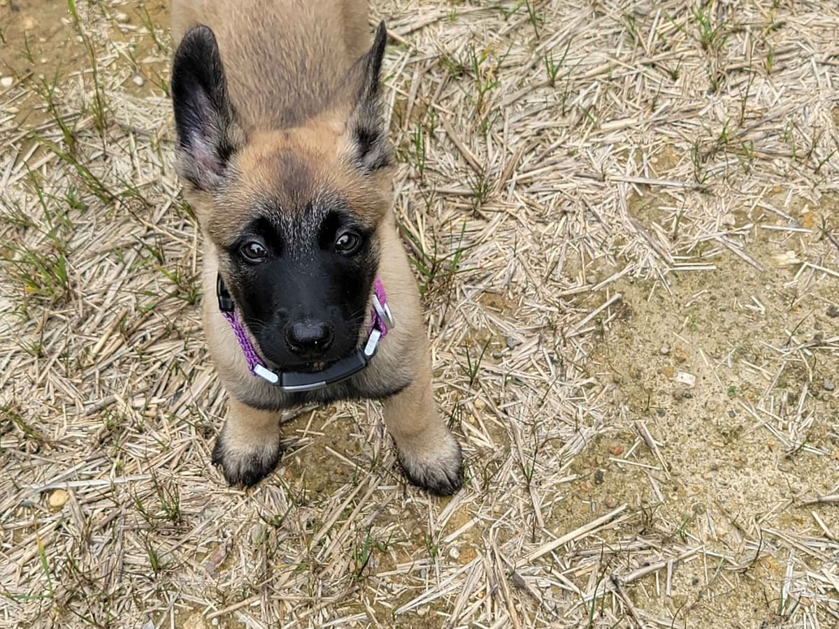 Belgian Malinois Puppies Ready 8/22/26 breeder image 14