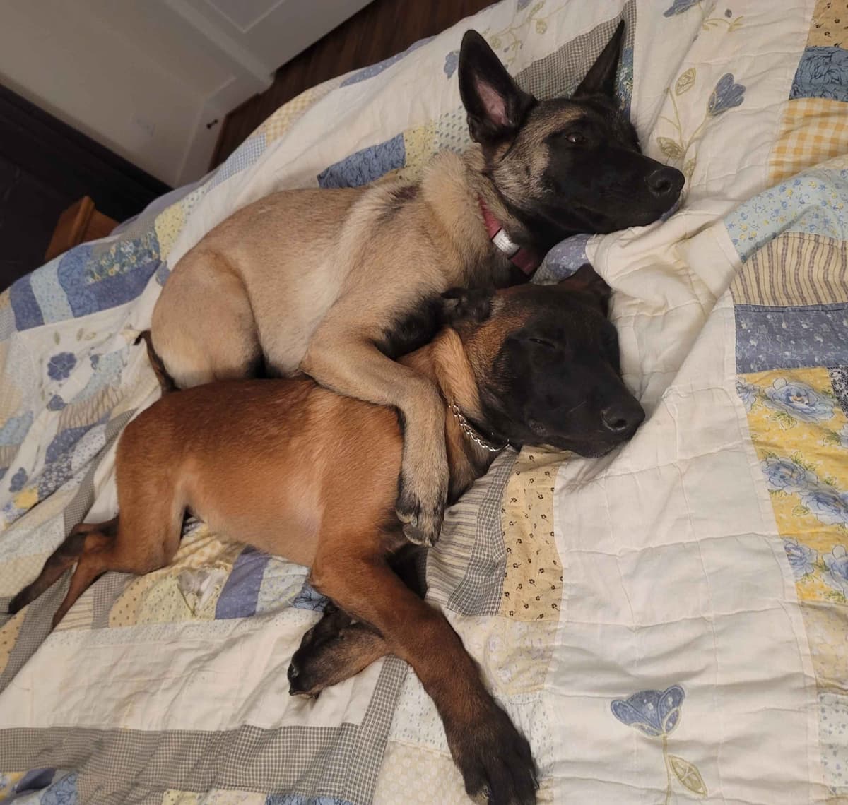 Belgian Malinois Puppies Ready 8/22/26 breeder image 16