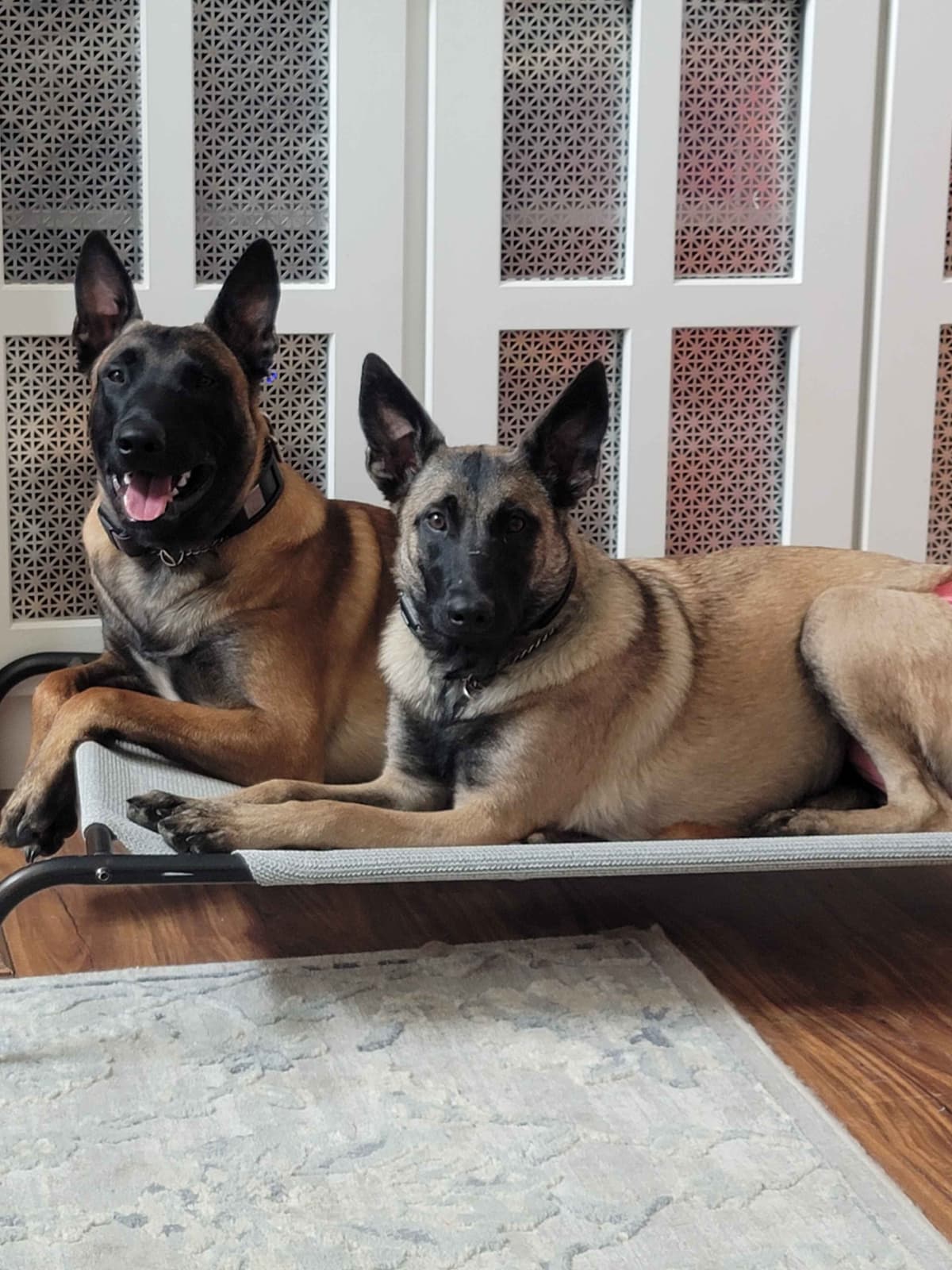 Belgian Malinois Puppies Ready 8/22/26 breeder image 17