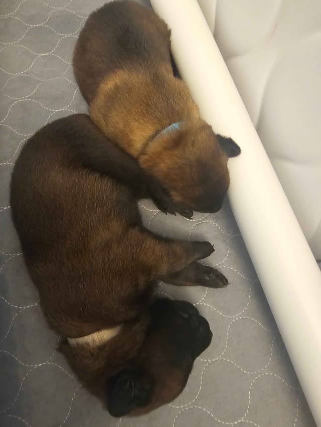 Belgian Malinois Puppies Ready 8/22/26 media 3