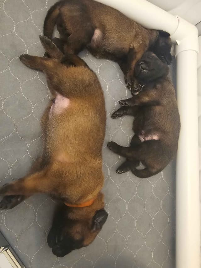 Belgian Malinois Puppies Ready 8/22/26 media 4