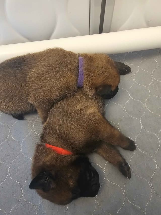 Belgian Malinois Puppies Ready 8/22/26 media 5