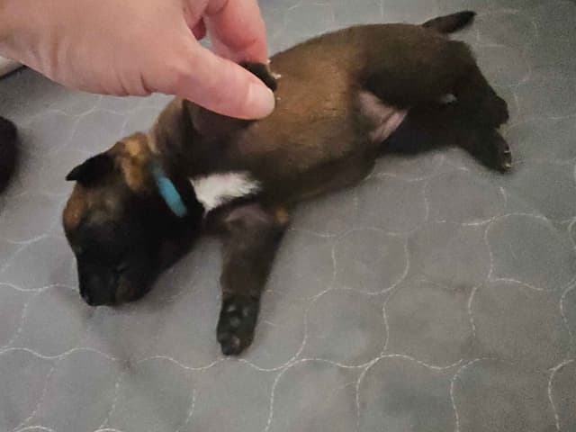 Belgian Malinois Puppies Ready 8/22/26 media 6
