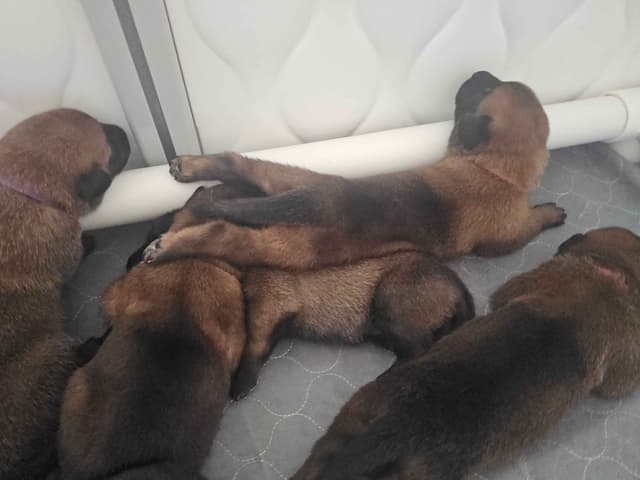 Belgian Malinois Puppies Ready 8/22/26 media 2