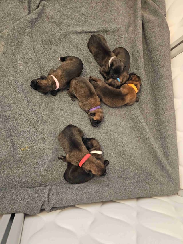 Belgian Malinois Puppies Ready 8/22/26 media 12