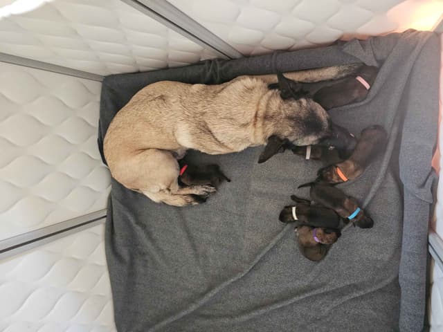 Belgian Malinois Puppies Ready 8/22/26 media 11