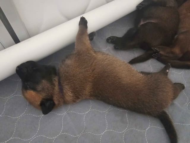 Belgian Malinois Puppies Ready 8/22/26 media 7
