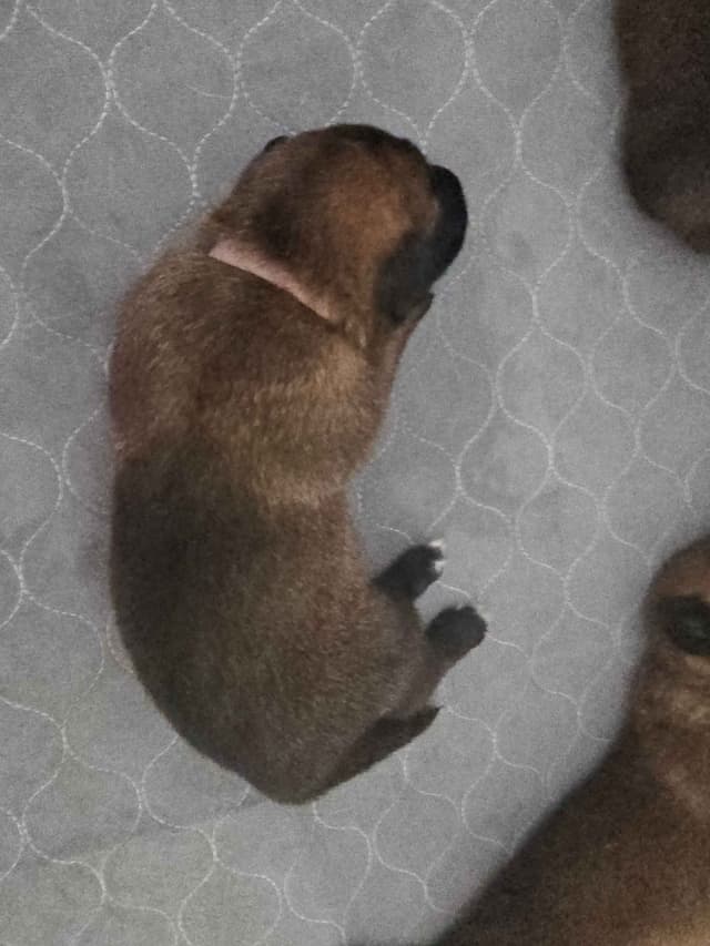Belgian Malinois Puppies Ready 8/22/26 media 9