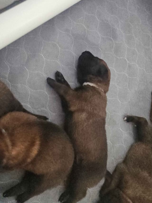 Belgian Malinois Puppies Ready 8/22/26 media 10