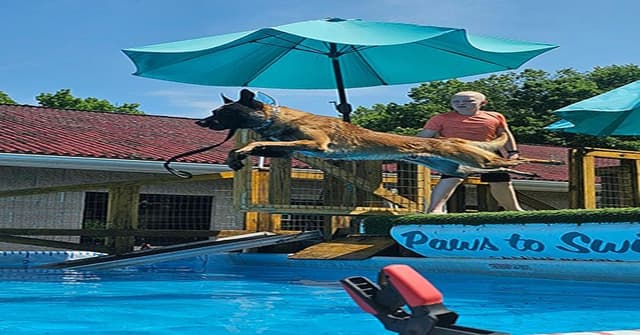 Belgian Malinois Puppies Ready 8/22/26 media 13