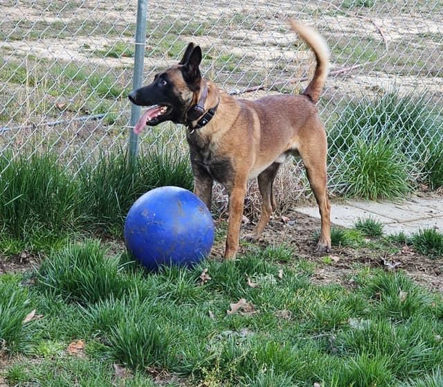 Belgian Malinois Puppies Ready 8/22/26 media 14