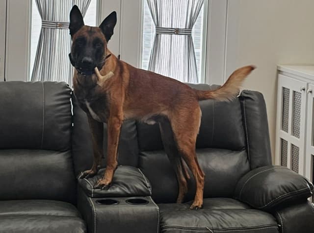 Belgian Malinois Puppies Ready 8/22/26 media 15