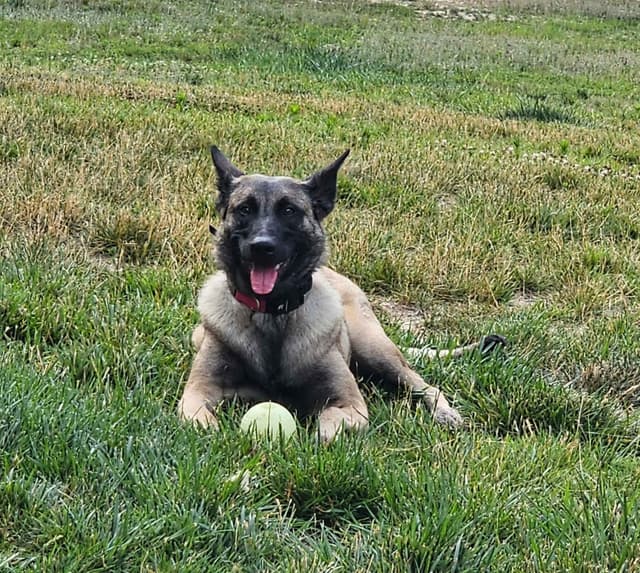Belgian Malinois Puppies Ready 8/22/26 media 16