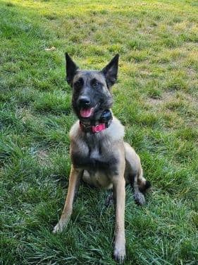 Belgian Malinois Puppies Ready 8/22/26 media 17