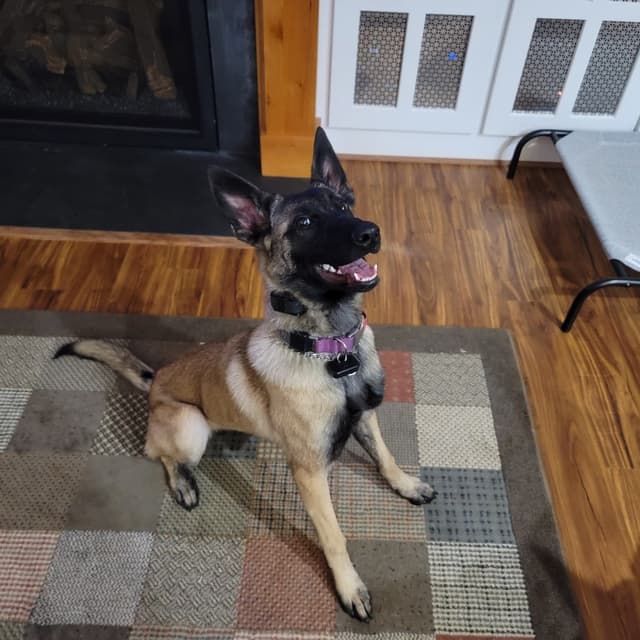 Belgian Malinois Puppies Ready 8/22/26 media 18