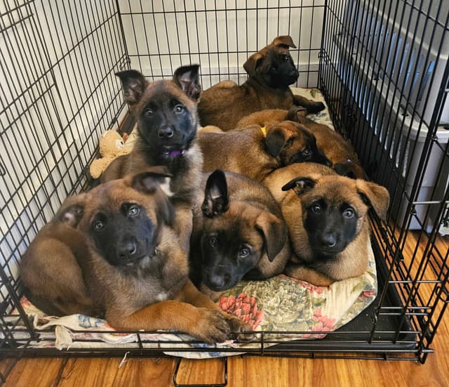 Belgian Malinois Puppies Ready 8/22/26 media 19