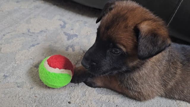 Belgian Malinois Puppies Ready 8/22/26 media 20