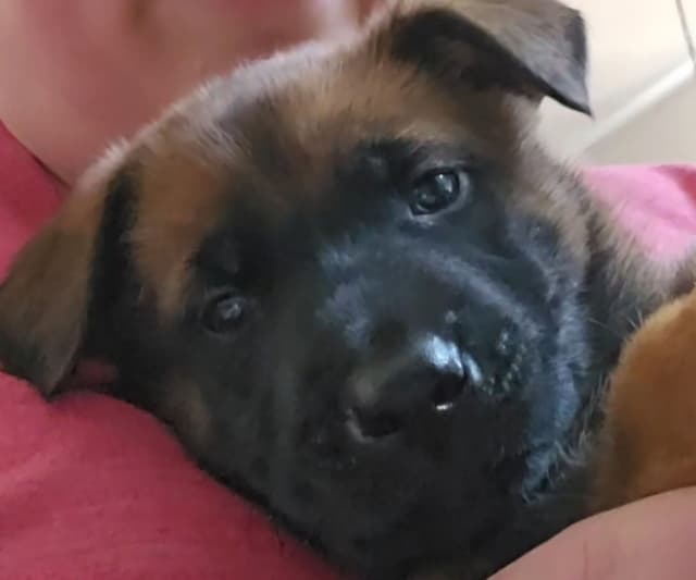 Belgian Malinois Puppies Ready 8/22/26 media 21