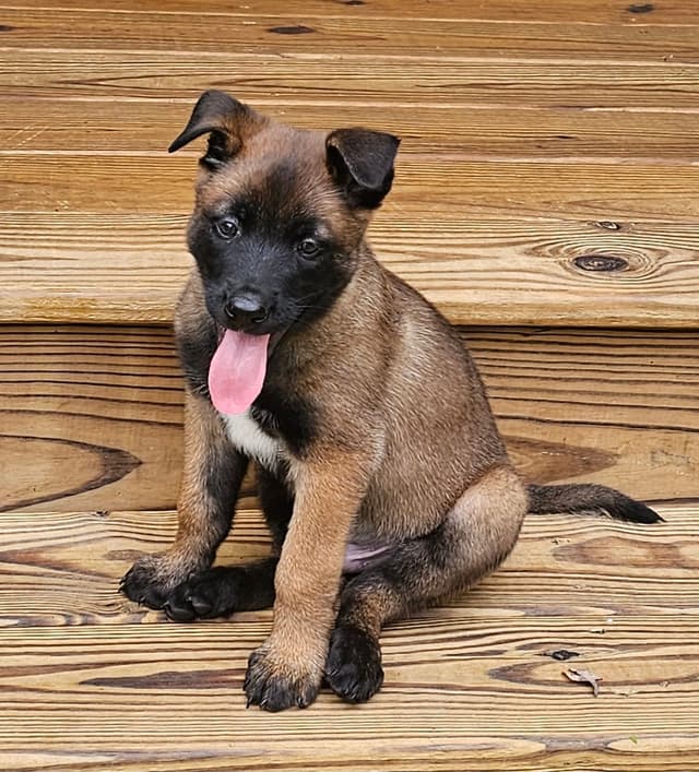 Belgian Malinois Puppies Ready 8/22/26 media 22