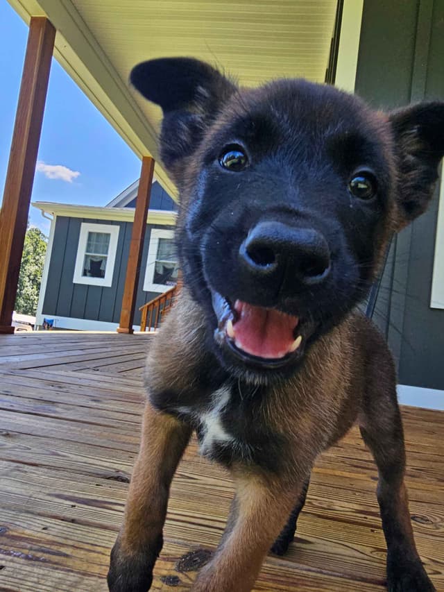 Belgian Malinois Puppies Ready 8/22/26 media 23