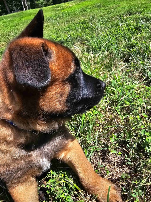 Belgian Malinois Puppies Ready 8/22/26 media 24