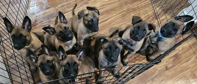 Belgian Malinois Puppies Ready 8/22/26 media 25
