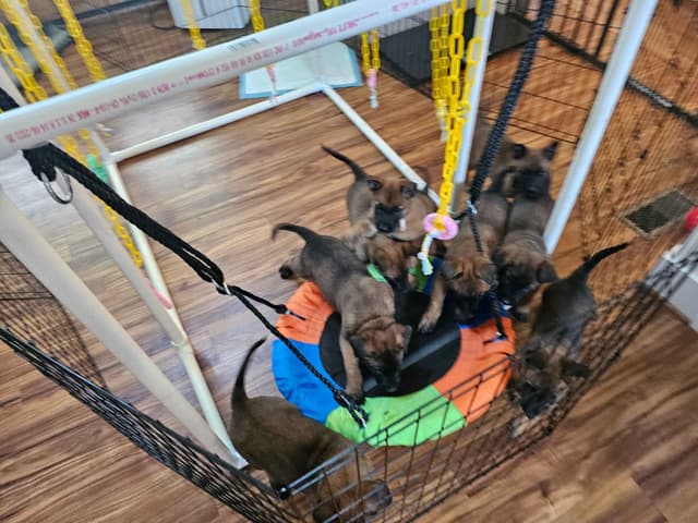 Belgian Malinois Puppies Ready 8/22/26 media 26