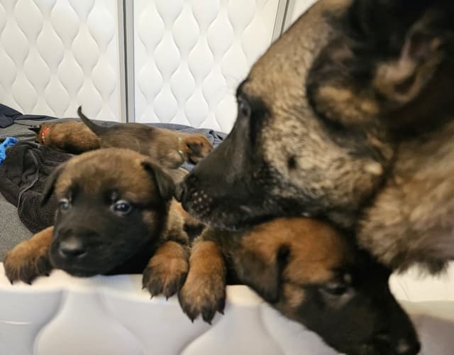Belgian Malinois Puppies Ready 8/22/26 media 27