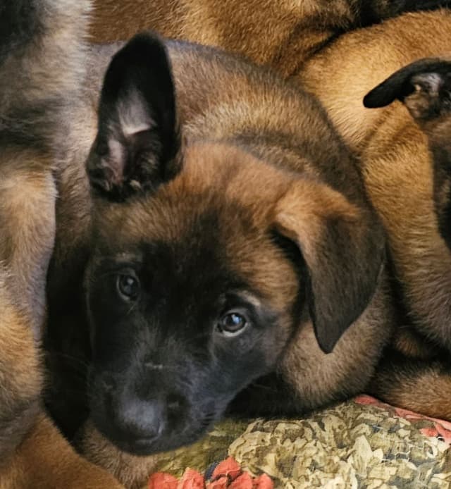 Belgian Malinois Puppies Ready 8/22/26 media 28