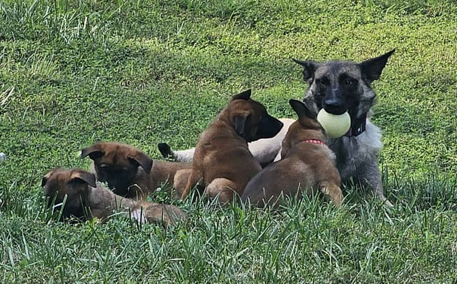 Belgian Malinois Puppies Ready 8/22/26 media 29