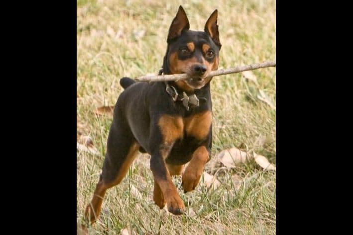 Black and Tan/Rust Miniature Pinscher Puppies breeder image 9
