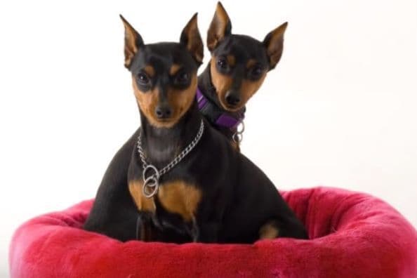 Black and Tan/Rust Miniature Pinscher Puppies breeder image 7