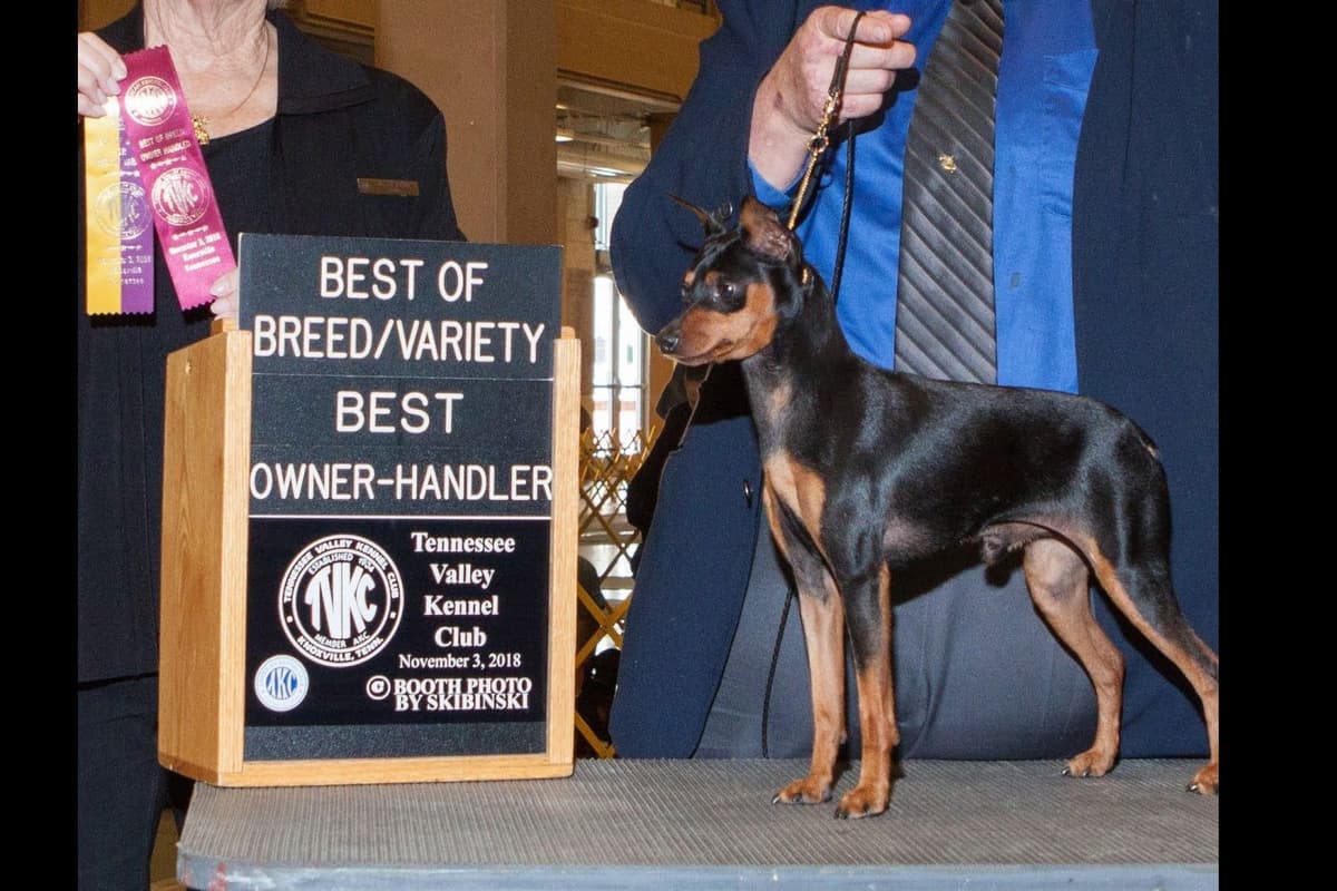 Black and Tan/Rust Miniature Pinscher Puppies breeder image 6