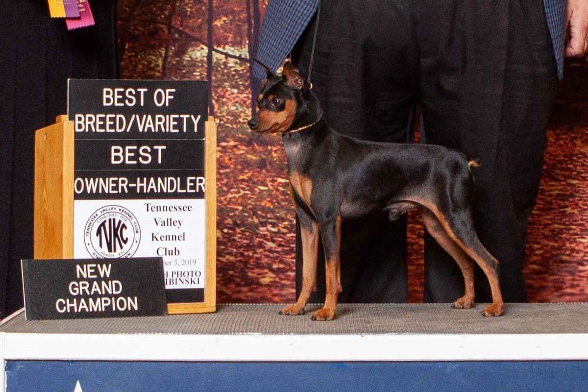 Black and Tan/Rust Miniature Pinscher Puppies breeder image 3