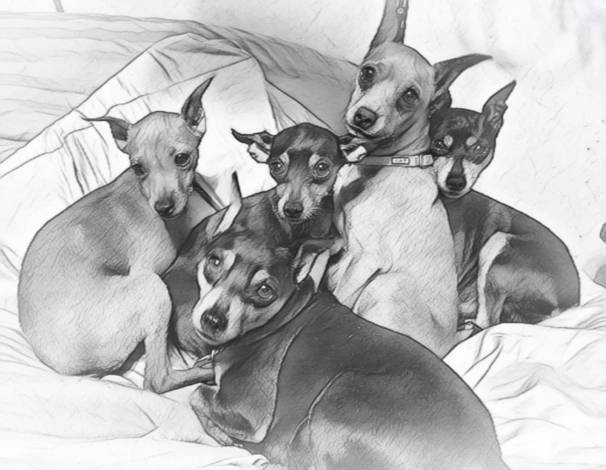 Black and Tan/Rust Miniature Pinscher Puppies breeder image 5