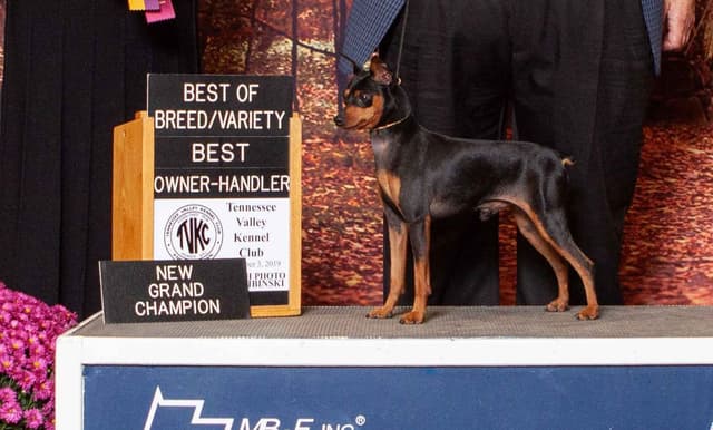 Black and Tan/Rust Miniature Pinscher Puppies media 4