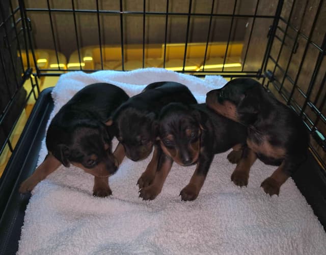 Black and Tan/Rust Miniature Pinscher Puppies media 5