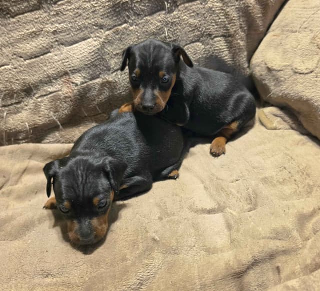 Black and Tan/Rust Miniature Pinscher Puppies media 6