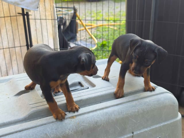 Black and Tan/Rust Miniature Pinscher Puppies media 3
