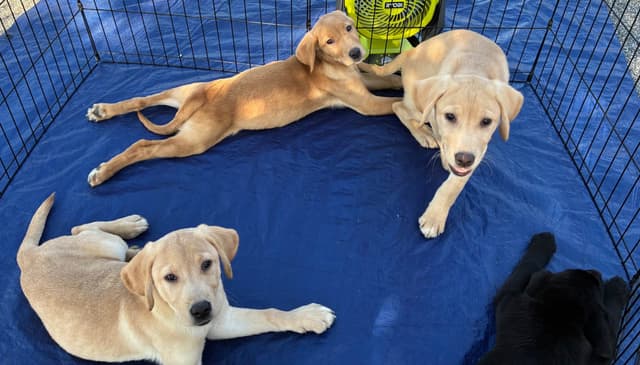 Labrador Retriever Puppies media 7