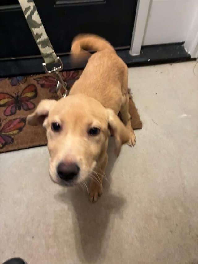 Labrador Retriever Puppies media 3