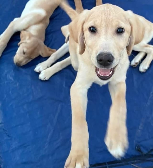 Labrador Retriever Puppies media 4