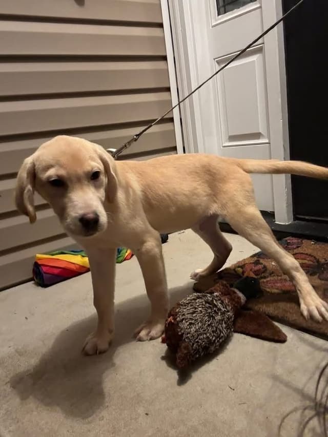Labrador Retriever Puppies media 5
