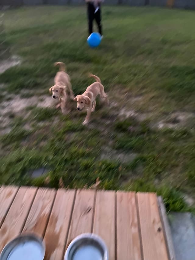 Labrador Retriever Puppies media 2