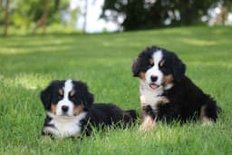 Bernese Mountain Dog Puppies thumbnail 2