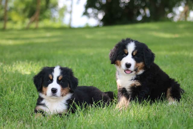 Bernese Mountain Dog Puppies