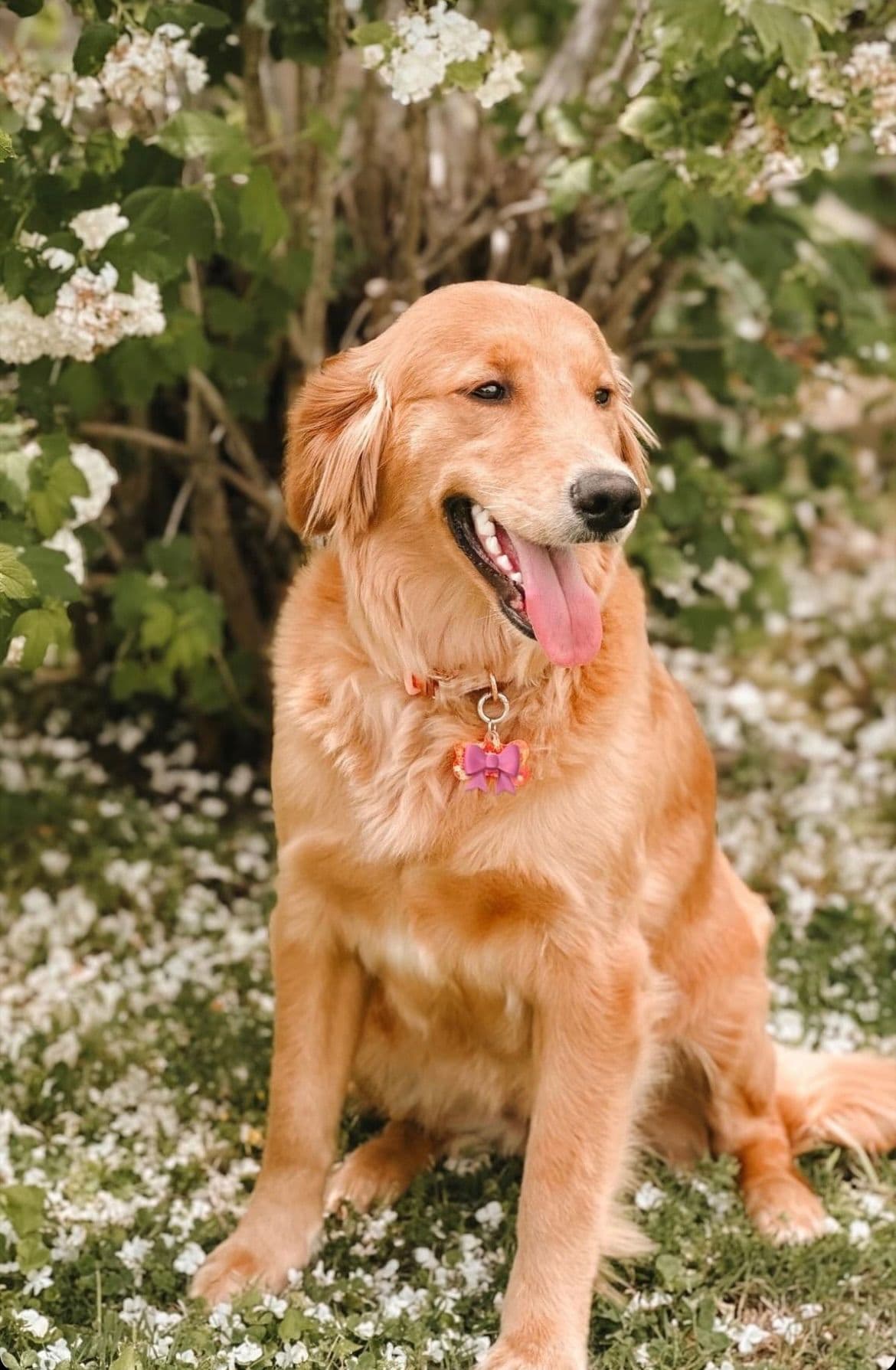 Golden Retriever Puppies breeder image 1