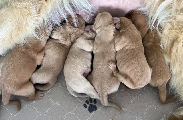 Golden Retriever Puppies media 2