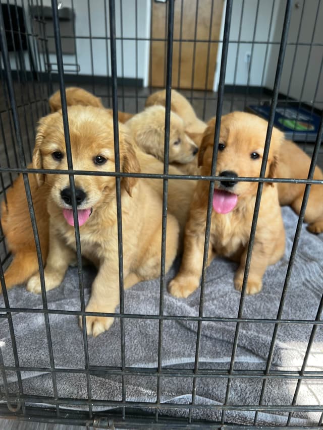Golden Retriever Puppies media 4