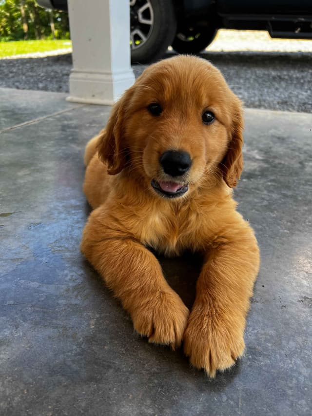 Golden Retriever Puppies media 5